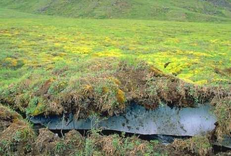 Biogeochemiese Terugkoppelings Versnelde