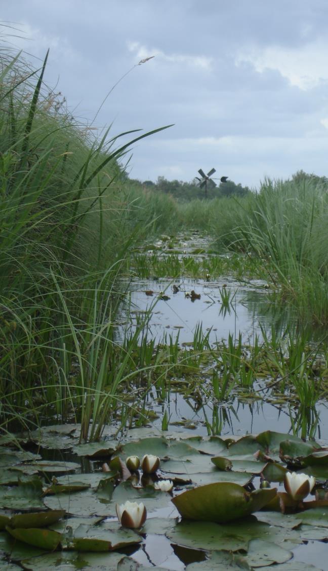 Conclusie Gevarieerd en gedifferentieerd maaien kan bijdragen aan het robuuster maken van (sloot) ecosystemen en daarmee