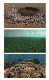 Safe Operating Space Doñana wetland: eutrofiëring, grondwater onttrekking Amazone: bosbranden Great Barrier Reef: overbevissing, baggeren,