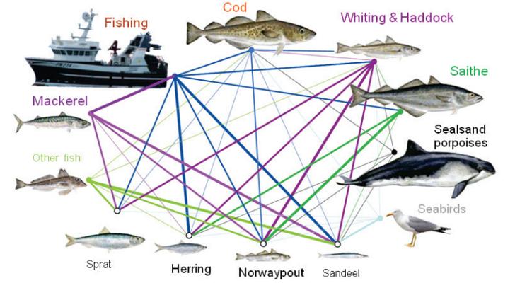 Overzicht van belangrijke predatoren en prooien in het Noordzee voedselweb. Andere prooidieren zoals schaaldieren, wormen en schelpdieren staan niet in dit schema.