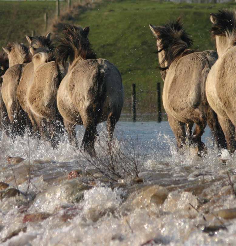 Wilde paarden in Rivierpark Maasvallei Paarden teruggeven aan de natuur en de natuur teruggeven aan paarden. Dat gebeurt in het Rivierpark Maasvallei.