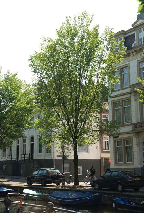 ) aanwezig met weinig ruimtelijke kwaliteit. Deze worden vervangen door leibomen. 3) nieuw te planten leibomen.