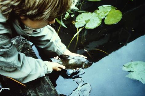 Het haakje heb je voorzichtig uit de vissenbek gehaald en vader heeft de camera bediend. Nu moet de vis weer snel in het water terug. Terug gooien doen we natuurlijk niet. Terug zetten wel.