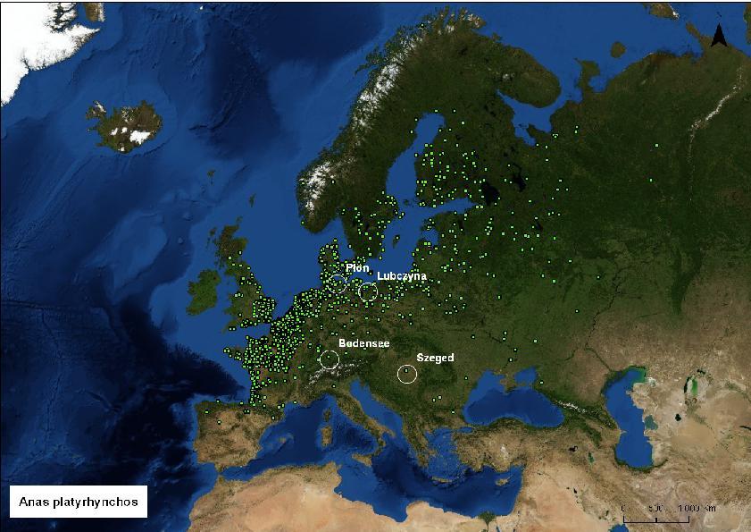 Figuur 15: Lokalisatie van de eerste besmettingen met HPAI H5N8 die in de Europese Unie tijdens de najaarstrek 2016 werden gemeld (witte cirkels) en van terugmeldingen van in België geringde (1927 -