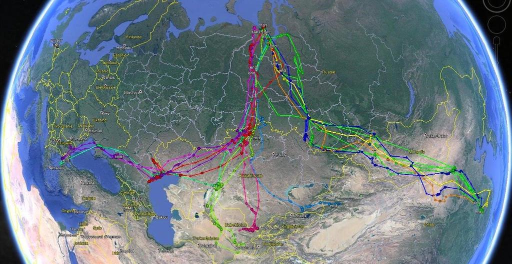 Het onderzoek werd in augustus 2016 verdergezet in Siberië: 11 Kleine Zwanen, waaronder een broedpaar, werden geringd op een andere site op het Yamal-schiereiland.