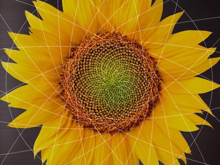 Het Fibonacci-principe 3 5 1 2 1 13 8 Bij de zonnebloem zijn waarde bewezen De natuur is een meesterlijke ingenieur. Ondanks alle veelzijdigheid is er een patroon dat alsmaar terugkomt.