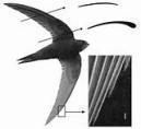 De lange smalle, stijve vleugels van de reuzenalbatros zijn ideaal voor lange glijvluchten boven zee. 3.