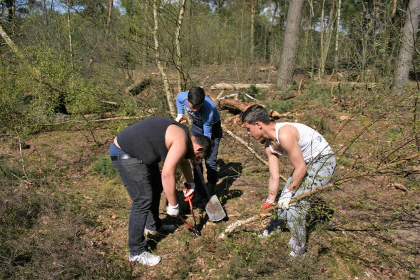 Biologisch Natuur akkerbeheer. Het project (een samenwerking tussen IVN Maasduinen, het Limburgse landschap en een biologische agrariër) wat in Velden is opgestart vordert.