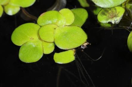 Gewoon kransblad Tenger Fonteinkruid Gewoon kransblad kiemt meer bij intermediaire droogval Tenger Fonteinkruid kiemt minder bij extreme droogval