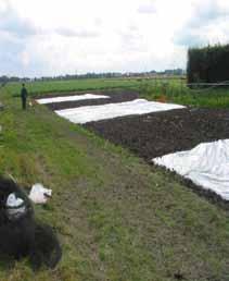 4 Biologische Grondontsmetting Uit onderzoek en de literatuur is gebleken dat veel aaltjes en ziekteverwekkende schimmels zoals bijvoorbeeld Fusarium goed beheerst kunnen worden door biologische