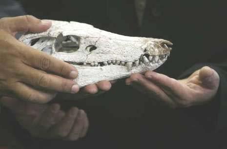 Resten voorvader krokodil ontdekt in Brazilië In Brazilië zijn de versteende resten van de voorvader van de krokodil gevonden.