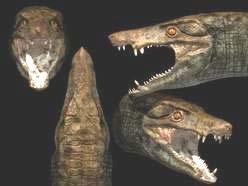 Het prehistorische roofdier leefde zo'n 80 miljoen jaar geleden en - hoewel het sterk op een krokodil lijkt leefde het niet in het water, maar op het land.