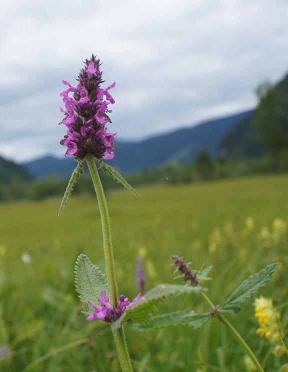 Stachys officinalis (Betonie) Groeit in vrijwel heel Europa ten zuiden van Scandinavië.