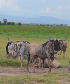 Begin de rondreis in het noorden in het Samburureservaat, gekend voor haar endemische gerenoek en de Grévyzebra.