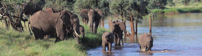 16 reizigers BEZIENSWAARDIGHEDEN: Nairobi - Nakuru - Masai Mara National Reserve - Mombasa Terre d Afrique stelt u een safari voor van enkele dagen gecombineerd met een verblijf aan de Indische