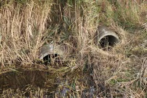 Gebruik Ondanks marginaal geschikt habitat aan de zuidkant van de passage zijn toch vier soorten als gebruikers vastgesteld. Behalve muis spec.