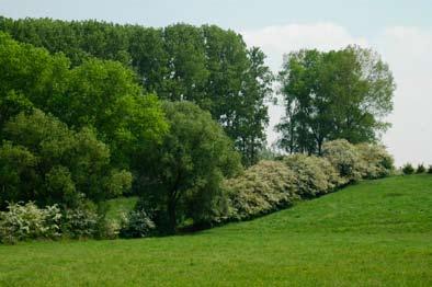 12 BOSrevue 30 Discussie: In het licht van de voorspelde klimaatswijzigingen is het toekomstgerichter om plantgoed uit zuidelijkere gebieden te gebruiken.