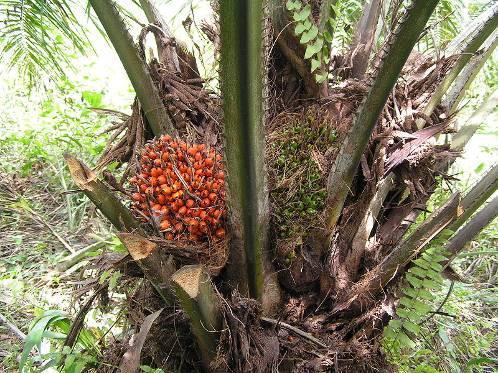 Nuttige planten