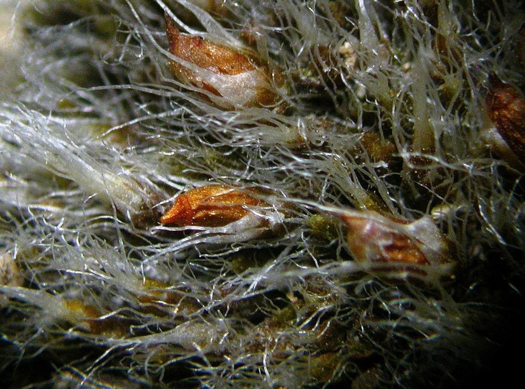 Ecologie en verspreiding van Grimmia crinita Henk Greven Inleiding Wie zich verdiept in een mossengeslacht met een groot aantal soorten, in mijn geval Grimmia Hedw. met 96 species (www.