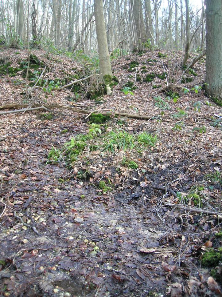 verband hiermee kan dit mos zich alleen kan handhaven in terreinen die langdurig zonder onderbreking met bos zijn begroeid. Op de Britse eilanden geldt zij als oud-bosplant (Porley & Hodgetts 2005, p.