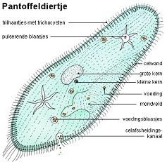 9 3 De eencelligen De weg naar eencelligen Van alle vormen die getoond worden in het boek van Haeckel is het nog een lange en duistere weg naar de eencelligen.