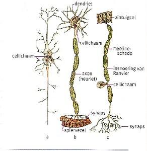 23 7 De zenuwcel, het zenuwstelsel, hersenen. 7.1 De zenuwcel Zoals gezegd is iedere bouwcel afgeleid van een eencellige die ooit bestaan heeft en misschien nog steeds bestaat in een of andere vorm.