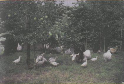 Gun je kippen een plekje levend scharrelgroen Niets is zo triestig als een kippenren waar geen sprietje gras of onkruid groeit. Er valt voor de kip niets te scharrelen.