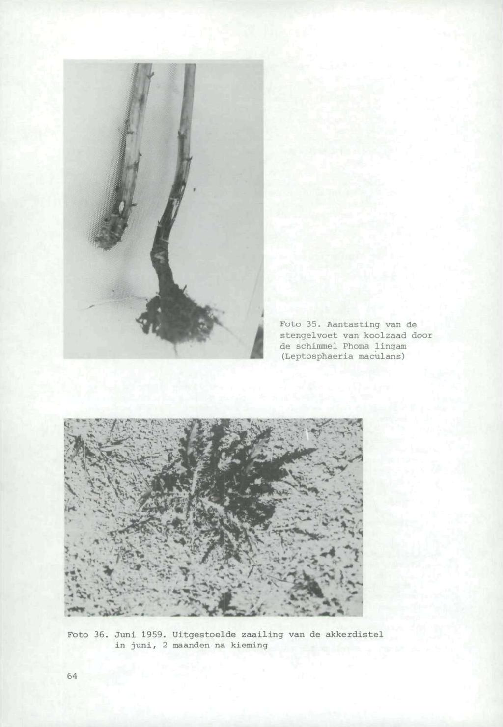 Foto 35. Aantasting van de stengelvoet van koolzaad door de schimmel Phoma lingam (Leptosphaeria maculans) vbiv *- - «.