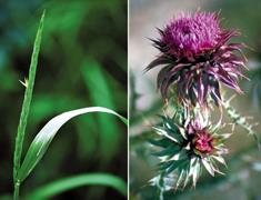 Die garanderen een versnelde afvoer van afvalstoffen en aanvoer van noodzakelijke bouwstoffen. Bioradix is een Belgische fabrikant van hoogwaardige natuurlijke voedingssupplementen.