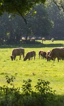 De provincie werkt samen met partners binnen de Ontwikkel agenda Melkvee houderij aan het toekomstgericht maken van de sector.