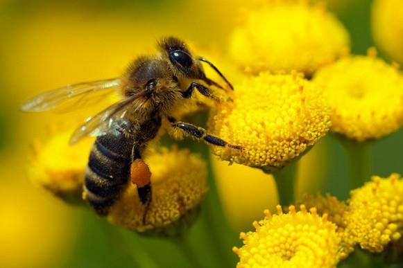 opdracht 2 Bloemen bloeien Bijen zoeken hun nectar en stuifmeel in het midden van bloemen. Zie je bloemen?