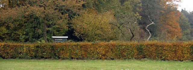 PLANTVERBAND PLANTAFSTAND AANPLANTMAAT AANTAL 200 m1 Fagus sylvatica haagbeuk 100% driehoek 10 st/m1 2 rijen driehoeksverband. 80-100 1000 BOSPLANTSOEN SOORT NEDERLANDSE NAAM PERC.