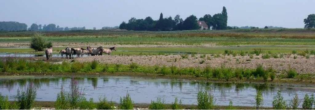 Belgisch veto Vlaamse overheid plan voor versterken Maasdijken en versterken natuurwaarden in Levende Grensmaas Ontdekken in 2001 dat Nederland Belgische