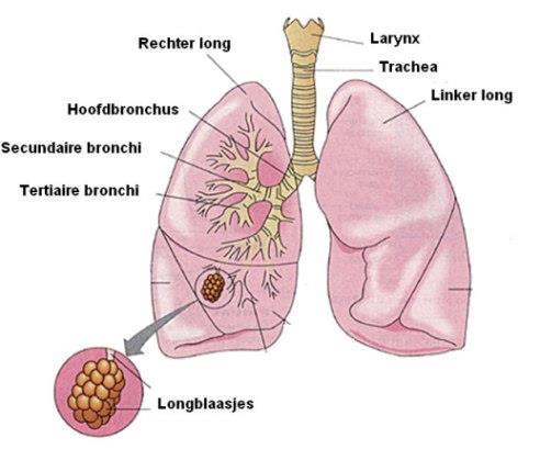 De ingeademde lucht komt via de luchtwegen (bronchiën) in de longen. De longen bestaan uit verschillende structuren, die door bindweefsel zijn verbonden en overtrokken worden door de pleura.