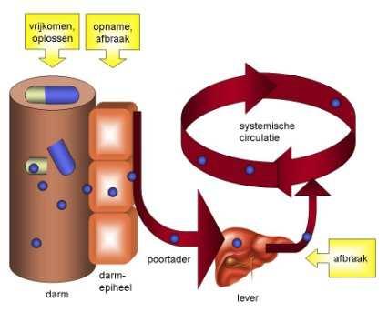Page 6 of 11 In de figuur is te zien wat er gebeurt alvorens een geneesmiddel het bloed bereikt. In maag of darm valt de capsule uiteen. Het geneesmiddel lost op. Het middel komt in het darmepitheel.