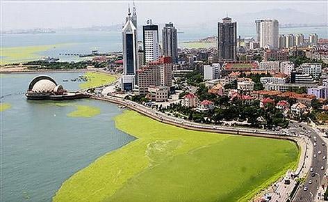 Algae bloom in Qingdao