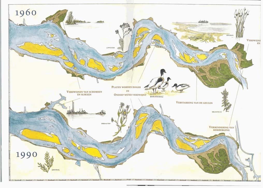 Figuur 3: Het bovenste gedeelte van de kaart geeft de toestand weer van de Westerschelde rond 1960. De tijd van de grootste inpolderingen (Braakman) was toen al achter de rug.