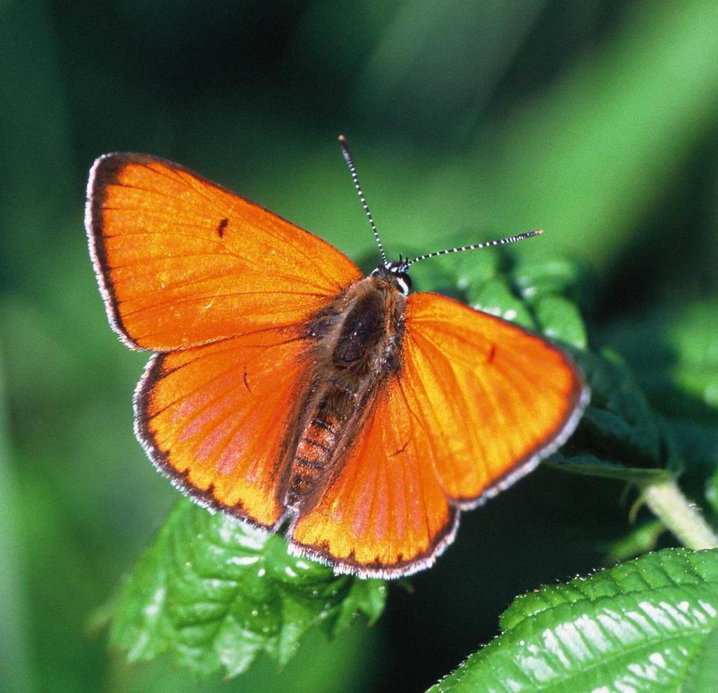 Dit jaar wordt er door een leerlinge van Staatsbosbeheer een beheerplan voor de zomermaai percelen van Staatsbosbeheer gemaakt.