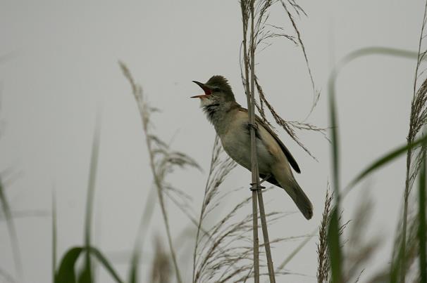 2.2.3. Natuurweetjes uit De Wieden Kleine verbeteringen voor strandje langs de Belterwijde Natuurmonumenten heeft enkele kleine aanpassingen doorgevoerd aan het strandje langs de Belterwijde.