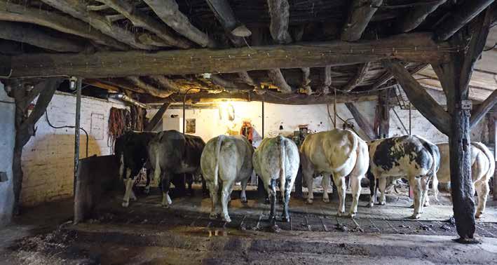 De stal met de gebinten 4 en 3 in beeld. verlenging van de stal met dat toegevoegde gebint moet dus al vóór 1784 hebben plaatsgehad.