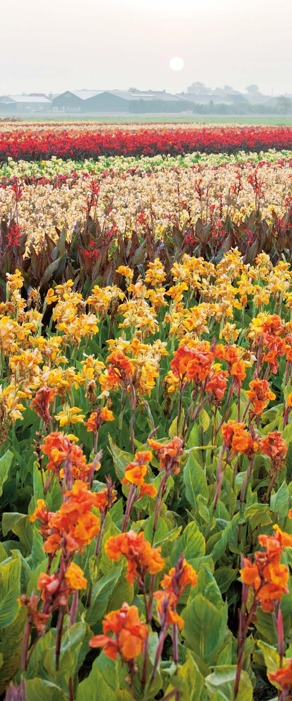 Canna s in 9 stappen 1. Geef de Canna een warme standplaats. Ze houdt niet van zware, natte grond. 2. Kies een luwe plek, het grote blad kan scheuren in de wind. 3.