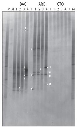 Resultaten van de DNA-analyse (DGGE) de Vet, W.W.J.M., Dinkla, I.J.T., Muyzer, G., Rietveld, L.C. and van Loosdrecht, M.C.M. (2009) Molecular characterization of microbial populations in groundwater sources and sand filters for drinking water production.