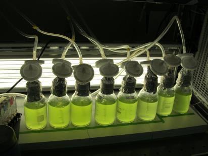 Hoe algen groeien zonlicht CO 2 of rookgas nitraten en