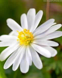 Van krokus en narcis in februari tot en met herfsttijloos in