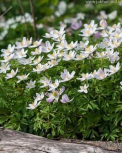 Alium sphaerocephalon-crocus tommasianus-anemone blanda-scilla