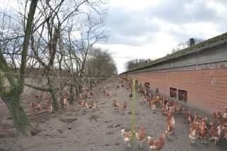 De hennen kruipen bovendien voornamelijk tegen de muur.