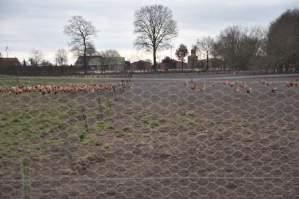 De meeste hennen blijven in de zone aan de stal hangen.