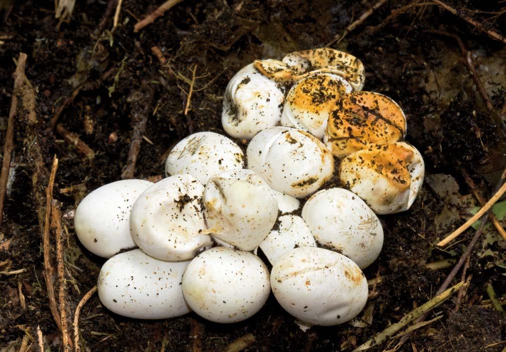 DE DRIE SLANGEN VAN NEDERLAND In Nederland komen drie soorten slangen voor in de vrije natuur: de gladde slang, de adder en de ringslang. Hoe weet je met welke slang je te maken hebt?