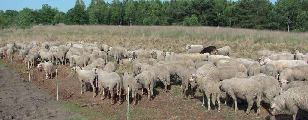 Bosbeheerplan voor de terreinen van NIRAS in Dessel 280 schapen grazen het gras af om de heidebegroeiing weer kansen te geven. De terreinen van NIRAS in Dessel zijn ecologisch zeer waardevol.