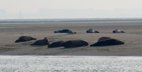 Op de terugweg passeren we nog een zandbank waarop een vijfentwintig tal zeehonden liggen te luieren. Iemand wil er graag eentje voor thuis in bad. Dit was een mooie afsluiter van een mooie lange dag.
